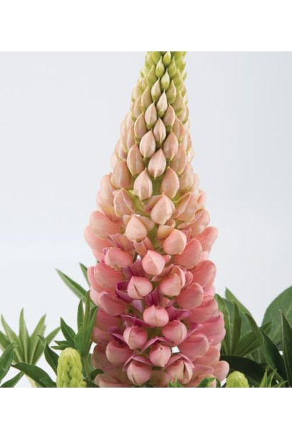 Цветущий люпин `Роуз Шадес`